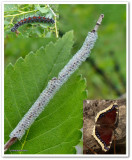 Mourning  Cloak butterfly eggs (<em>Nymphalis antiopa</em>)