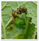 Three-lined potato beetle larvae (<em>Lema daturaphila</em>)