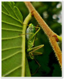 Pale green assassin bug(<em>Zelus luridus</em>), female