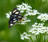 Eight-spotted forester moth (<em>Alypia octomaculata</em>), #9314