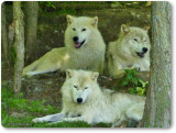 Arctic wolves  (<em>Canis lupus arctos</em>)