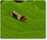 Hydrangea leaftier (Olethreutes ferriferana), #2827