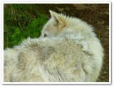 Arctic wolf  (<em>Canis lupus arctos</em>)