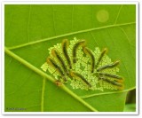 Sawfly larvae (<em>Caliroa obsoleta</em>)