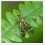 Scorpion fly (Mecoptera)