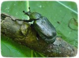 Scarab beetle (<em>Osmoderma scabra</em>)