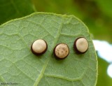 Polyphemous moth eggs