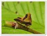 Treehopper (<em>Telamona excelsa</em>), male