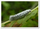 Orchard ermine moth (Yponomeuta padella), #2421