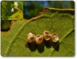 Promethea Moth eggs (<em>Callosamia promethea</em>)