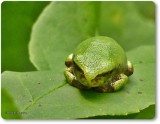 Grey treefrog (<em>Hyla versicolor</em>)