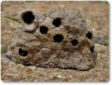 Mud-dauber wasp nest (<em>Sceliphron caementarium</em>)