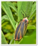 Painted lichen moth (Hypoprepia fucosa), #8090