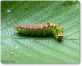Arched hooktip caterpillar (<em>Drepana arcuata</em>), #6251