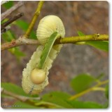 Elm sawfly larva (<em>Cimbex americanus</em>) eating elm leaf