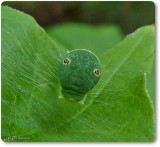 Canadian tiger swallowtail larva (Papilio canadensis)