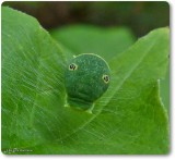 Canadian tiger swallowtail larva (<em>Papilio canadensis</em>)