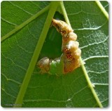 Morning-glory Prominent (<em>Schizura ipomoeae</em>), #8005