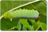 Promethea Moth caterpillar (<em>Callosamia promethea</em>), #7764