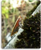 Painted lichen moth (Hypoprepia fucosa) laying eggs, #8090