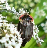Carrion beetle (<em>Oiceoptoma noveboracense</em>)