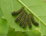 Promethea Moth caterpillars (<em>Callosamia promethea</em>)