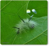 American dagger moth caterpillar (<em>Acronicta americana</em>), #9200