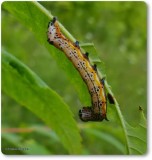 Moth caterpillar (<em>Pyrrhia</em> sp.)