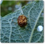 Assassin bug   eggs (<em>Zelus</em>)