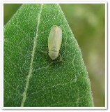 Leafhopper (<em>Diplocolenus</em> sp.)?
