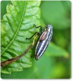 Leafhopper nymph (<em>Cuerna striata</em>)