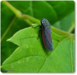 Leafhopper  (<em>Cuerna striata</em>)