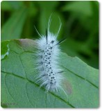 Hickory tussock caterpillar (<em>Lophocampa caryae</em>), #8211