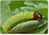 Silver-spotted skipper caterpillar (Epargyreus clarus)