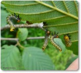 Elm argid sawfly larvae (<em>Arge scapularis</em>)