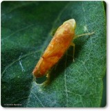 Leafhopper (<em>Fitchana vitellina</em>)