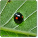 Chilocorus Ladybeetle (<em>Chilocorus</em> sp.)