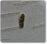 Planthopper (<em>Synecdoche dimidiata</em>)