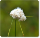 Cotton-grass (<em>Eriophorum</em> sp.)