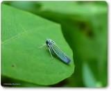 Leafhopper (<em>Tylozygus bifidus</em>)