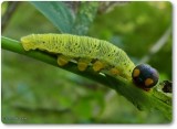 Silver-spotted skipper caterpillar (Epargyreus clarus)