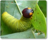 Silver-spotted skipper caterpillar (Epargyreus clarus)