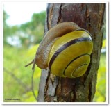 Snail  (<em>Cepaea nemoralis</em>)