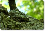 Perfect camouflage:  Grey treefrog (<em>Hyla versicolor</em>)