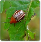 Sumac flea beetle (Blepharida rhois)