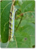 False sphinx  caterpillar (<em>Pheosia rimosa</em>), #7922