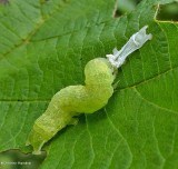 Noctuid moth caterpillar