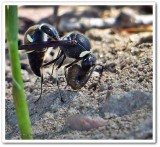 Potter wasp (<em>Eumenes</em>)