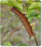 Snowberry clearwing caterpillar  (<em>Hemaris diffinis</em>), #7855