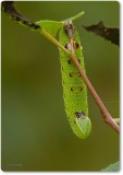 Moth Caterpillars of the Reveler Conservation Area